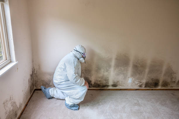 Best Mold Prevention Services  in Raymond, MS