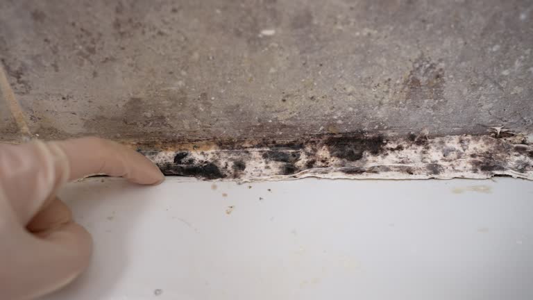 Best Commercial Mold Inspection  in Raymond, MS